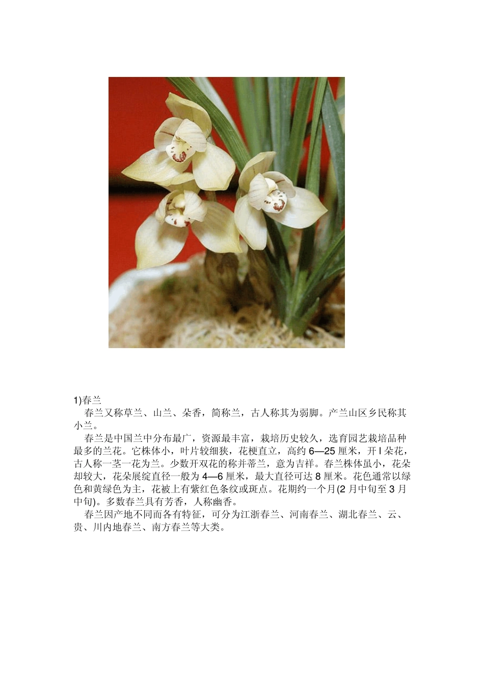 兰花的种类图片_第1页