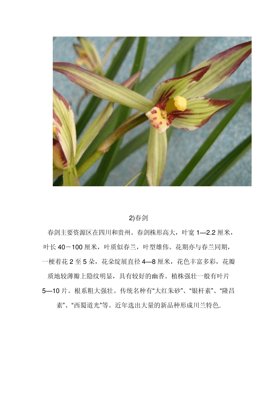 兰花的种类图片_第2页