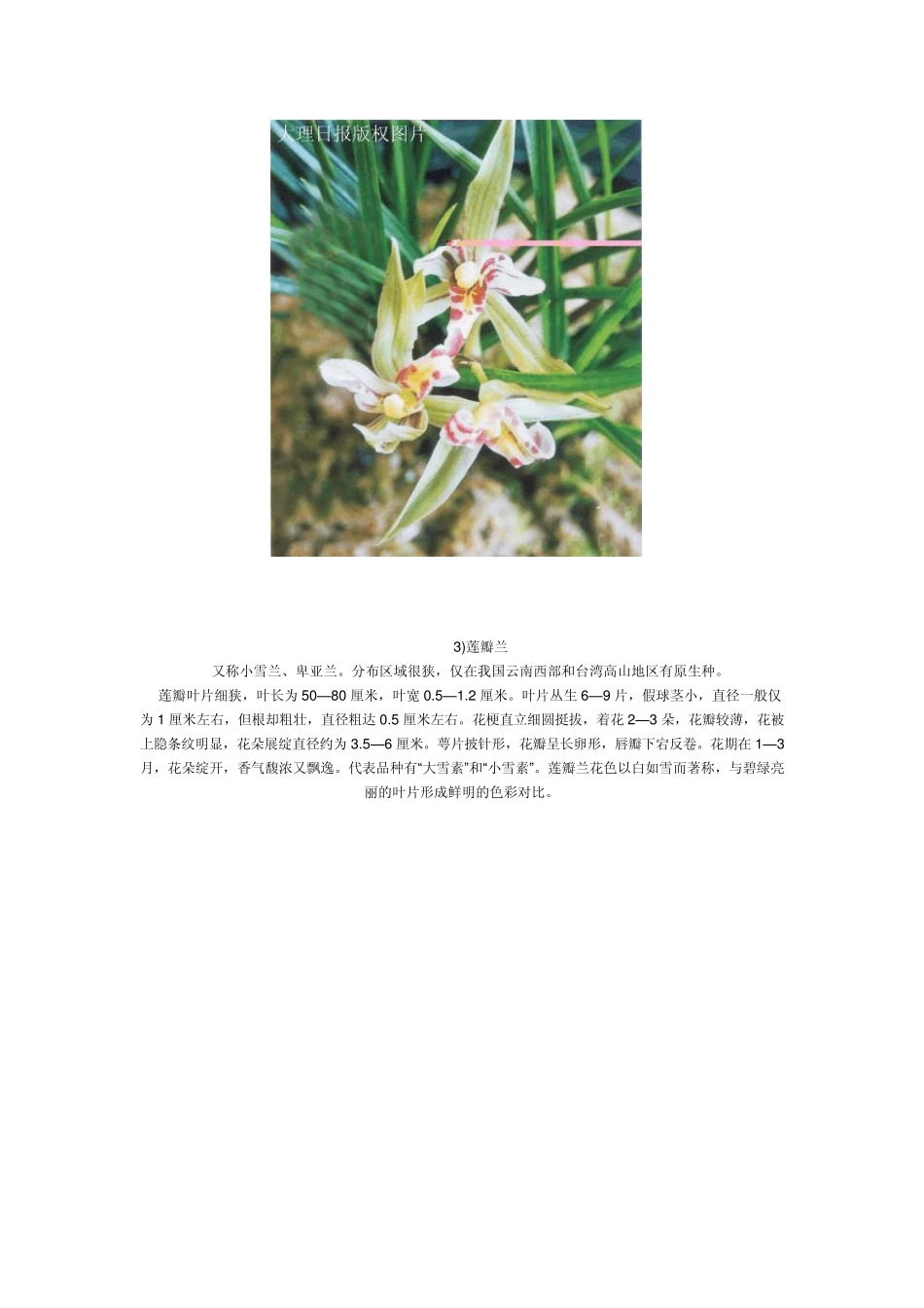 兰花的种类图片_第3页