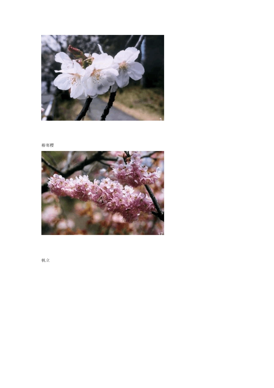 十七个品种樱花美图大赏_第2页