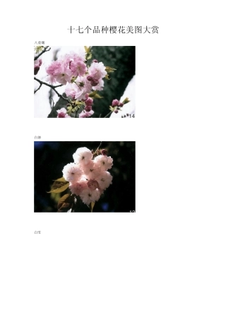 十七个品种樱花美图大赏