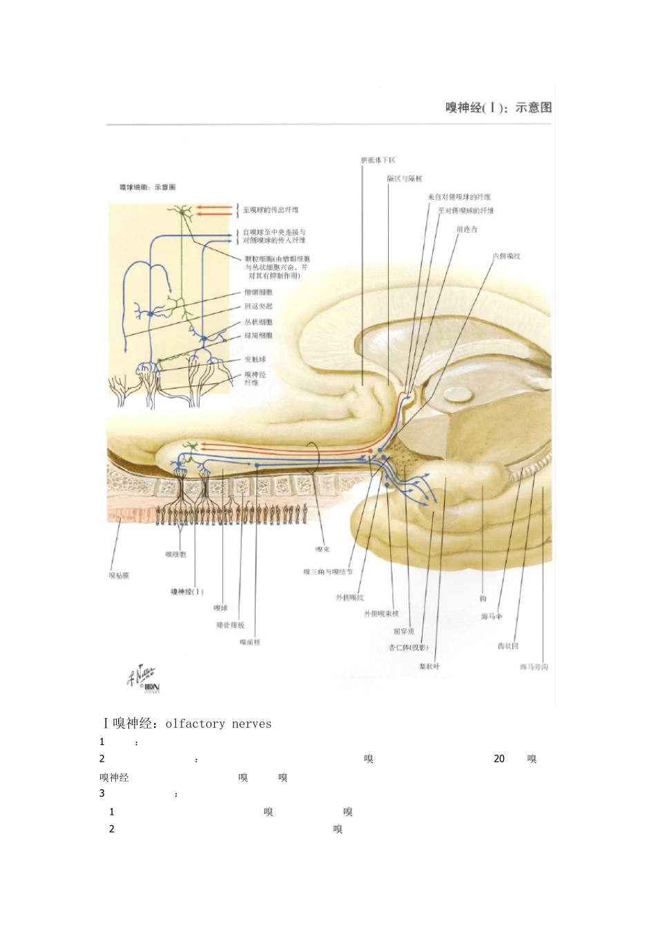 十二对脑神经总结奈特图谱+文字说明,最详细_第2页