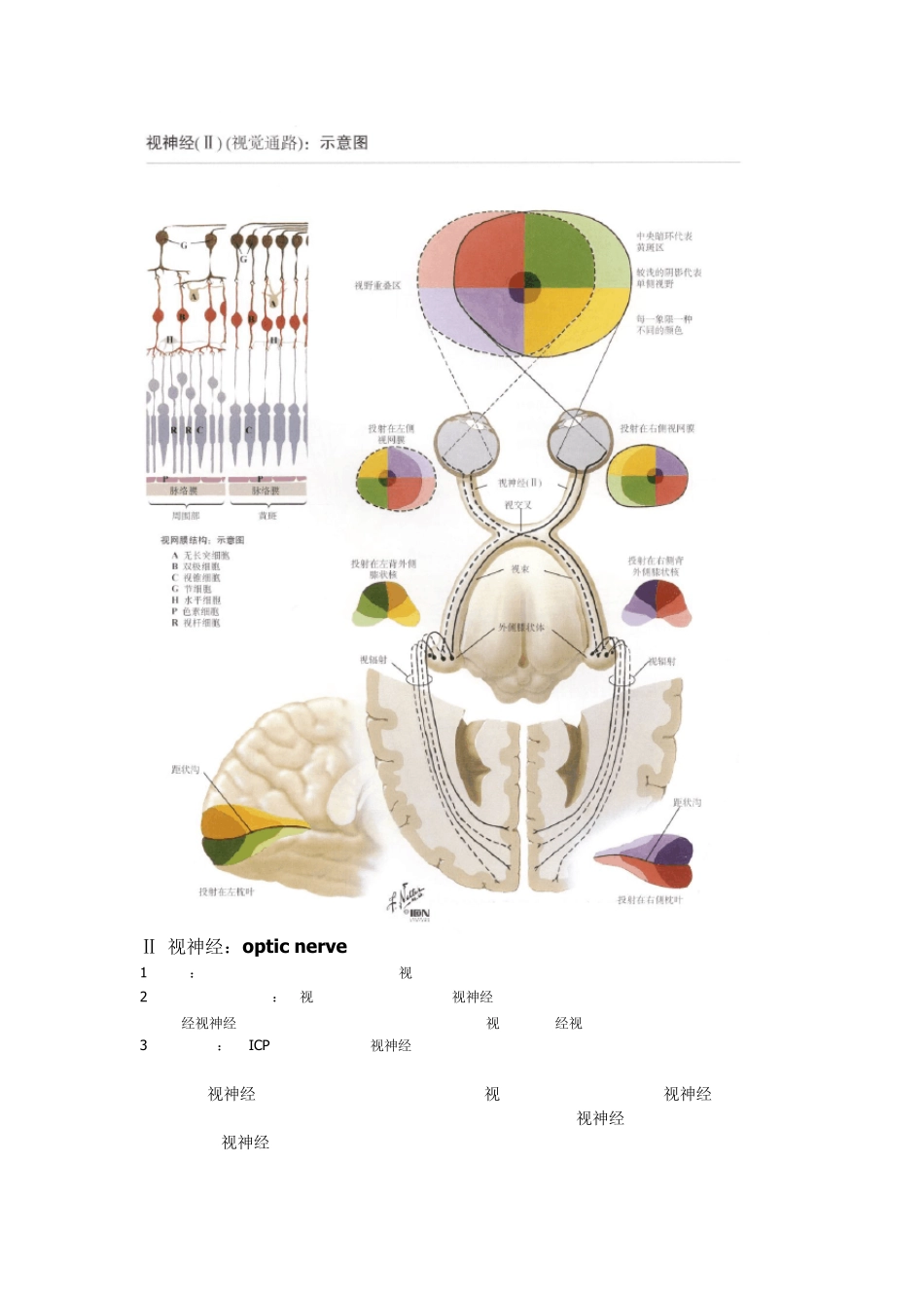 十二对脑神经总结奈特图谱+文字说明,最详细_第3页