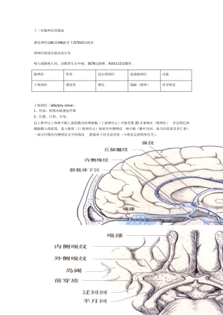 十二对脑神经整理版