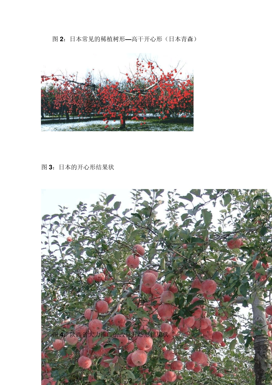 十二月份苹果园管理技术_第3页