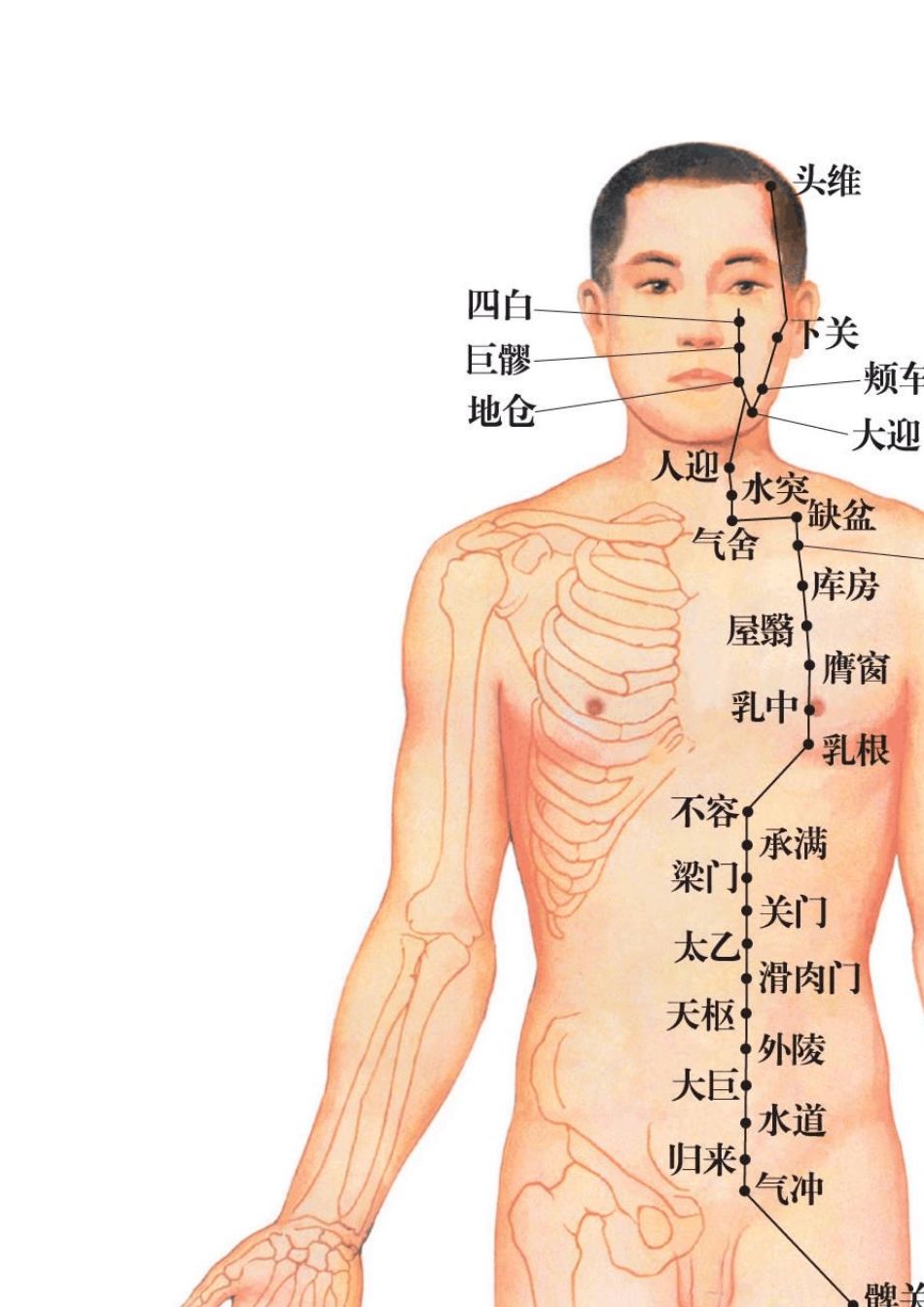 十二经络穴位图_第1页