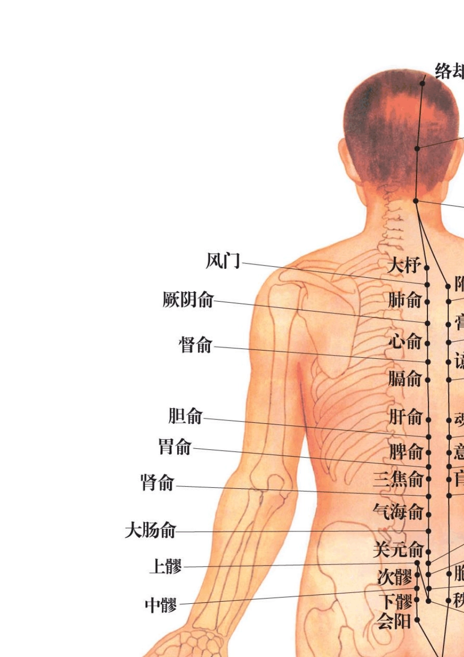 十二经络穴位图_第2页