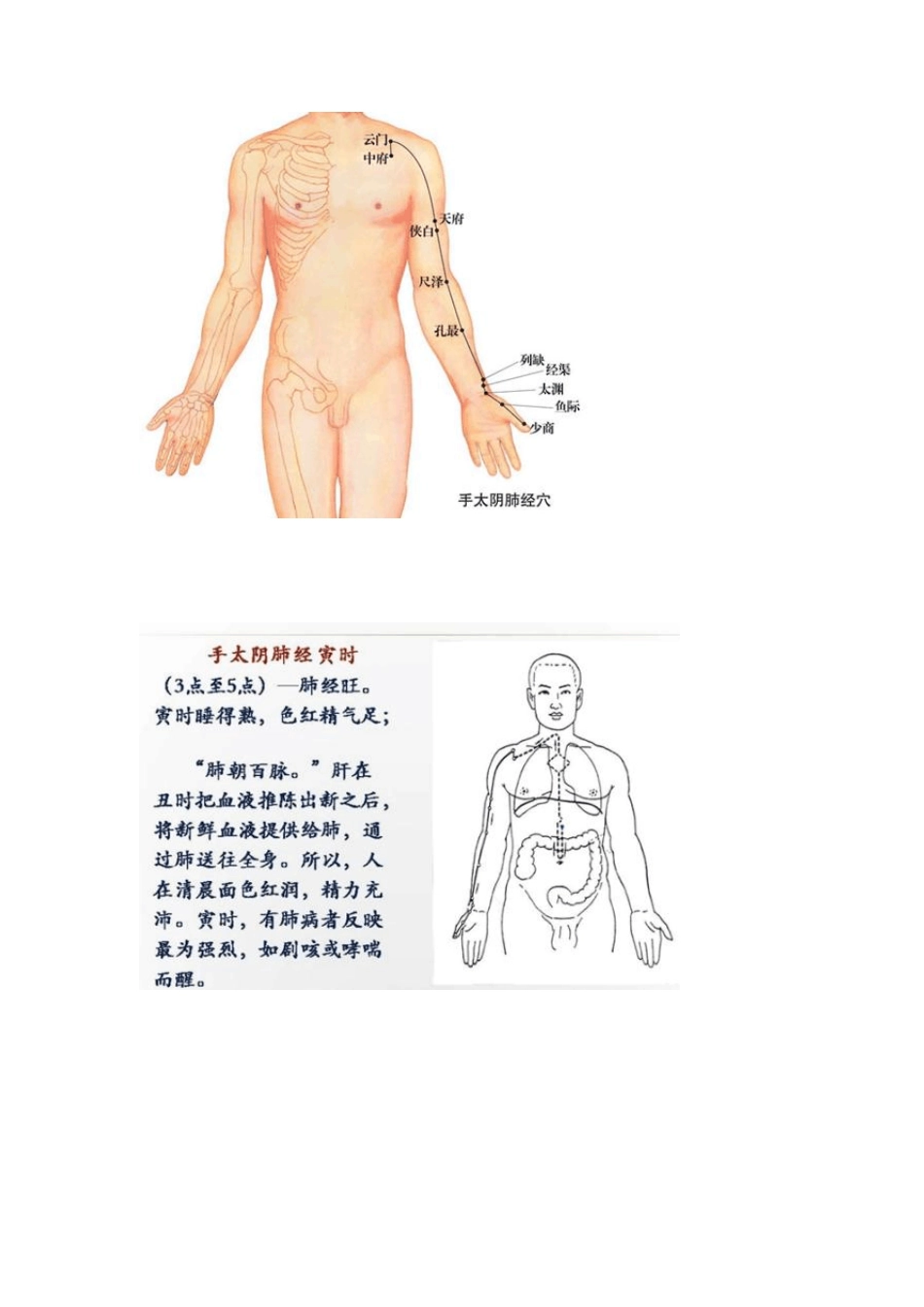 十二经走向及经络时辰表(有图,实用)_第3页