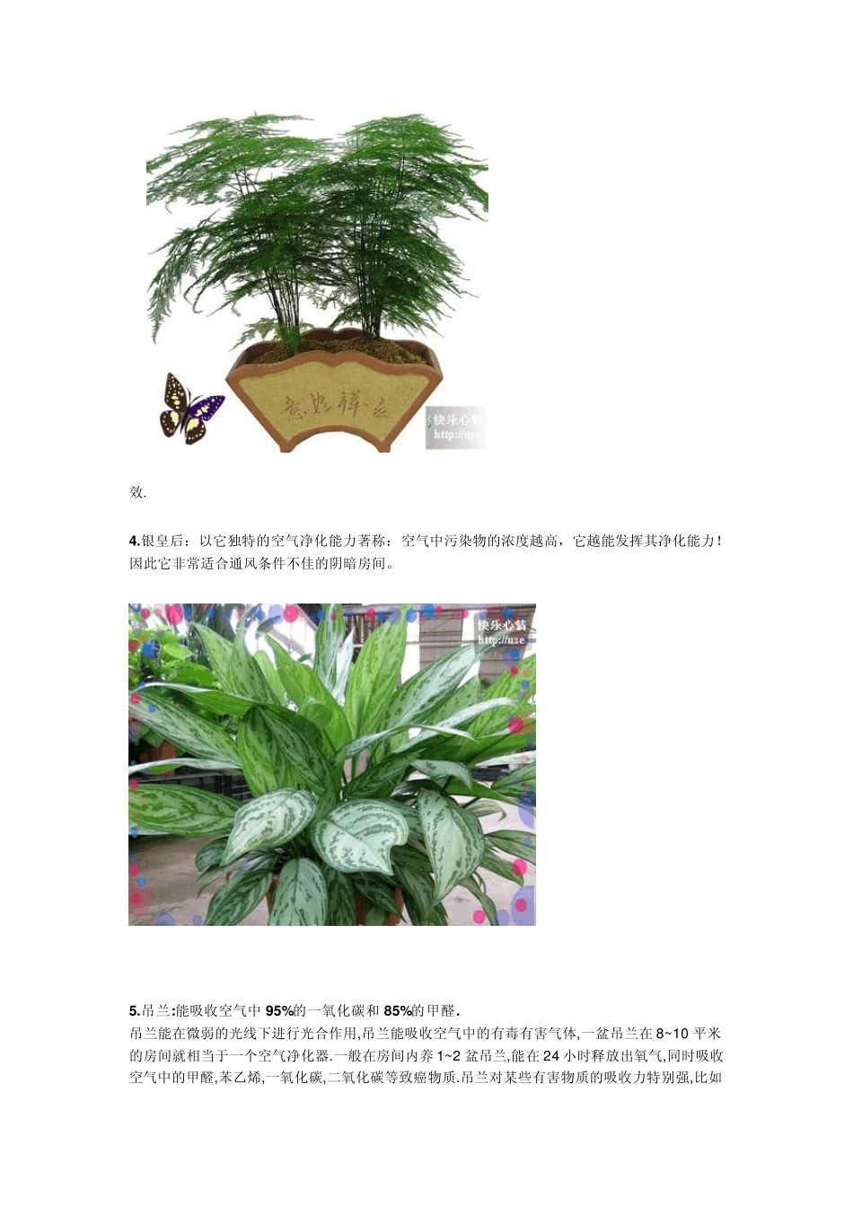 十四种对人体健康有益的花卉_第3页