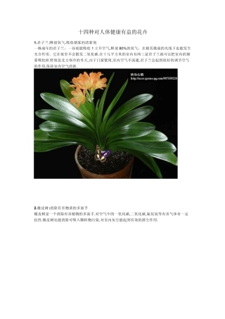 十四种对人体健康有益的花卉