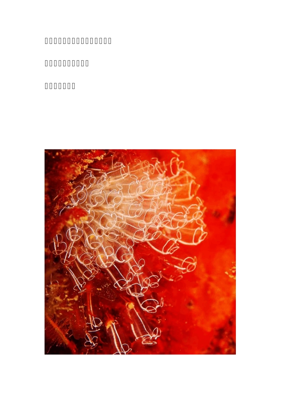 十大最美丽海洋生物图文照片_第2页