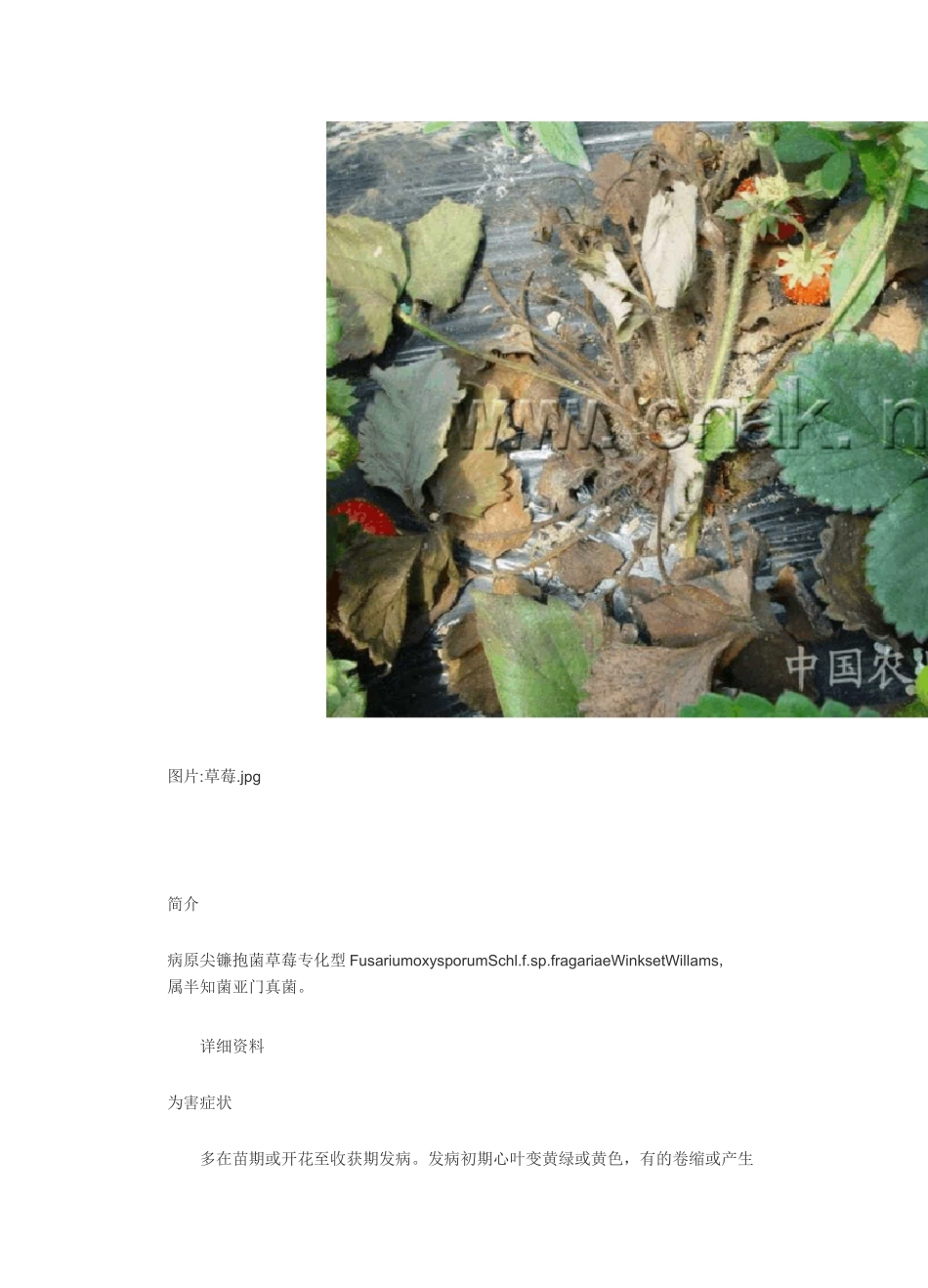 草莓病害大全高清_第2页