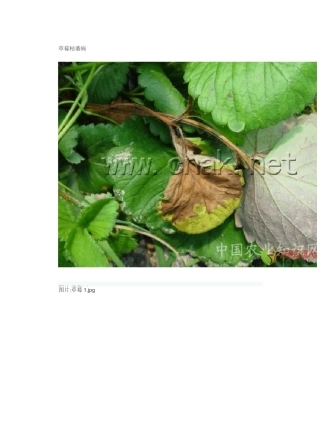 草莓病害大全高清