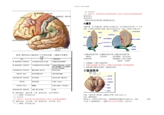 ctsbest内囊图和小脑扁桃体