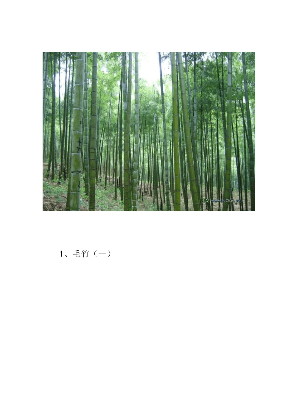 千奇百怪的竹子品种_第2页
