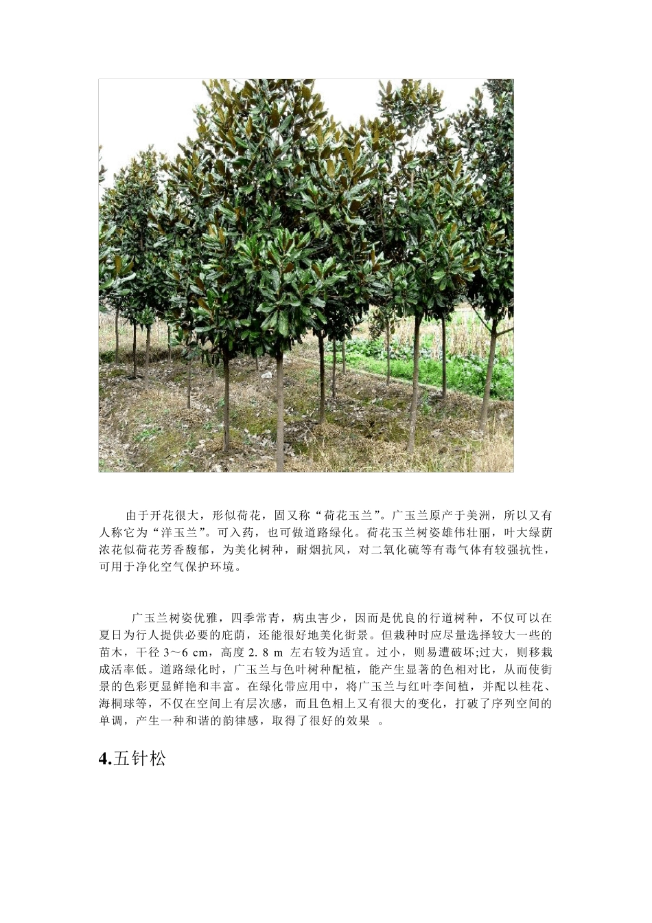 华东地区常见景观乔灌木及生长习性_第3页