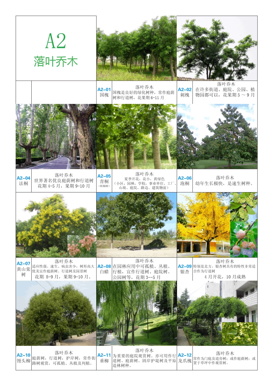 华北地区园林植物图集_第3页