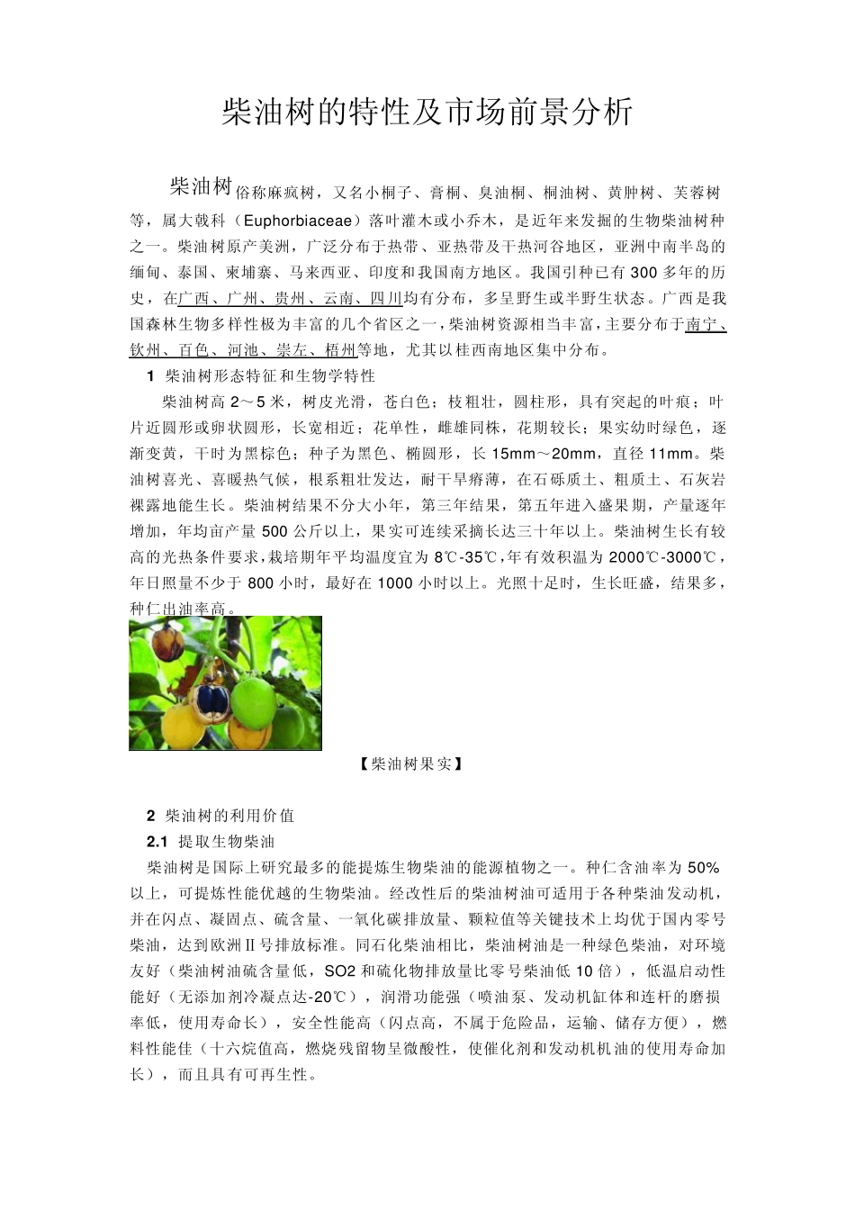 南方岭南一带的挣钱树：柴油树_第1页