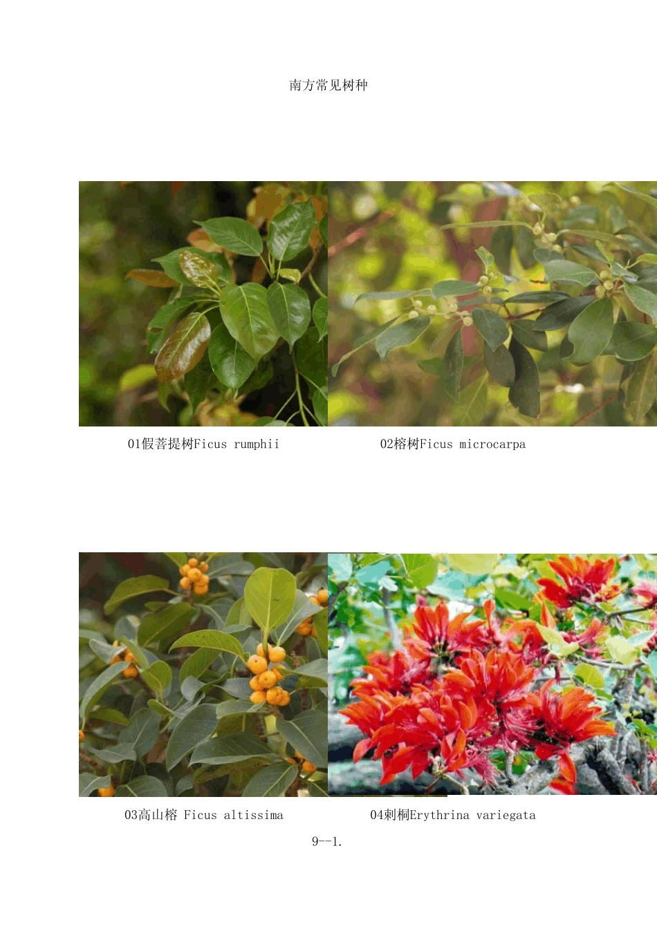 南方常见树种_第1页