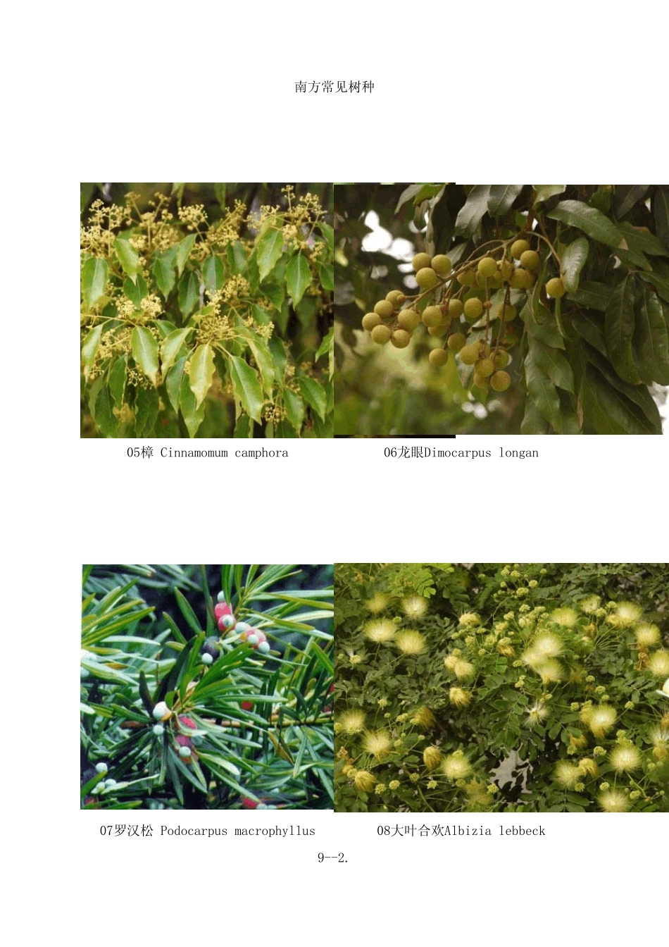 南方常见树种_第2页