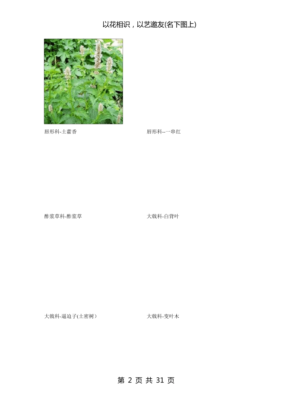 南方常见植物图谱_第2页