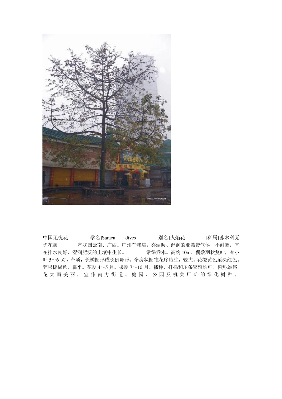 南方适合种植的植物_第2页