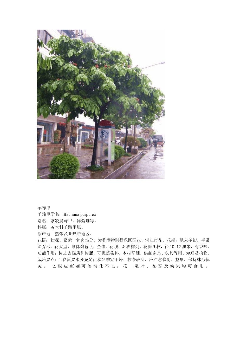 南方适合种植的植物_第3页