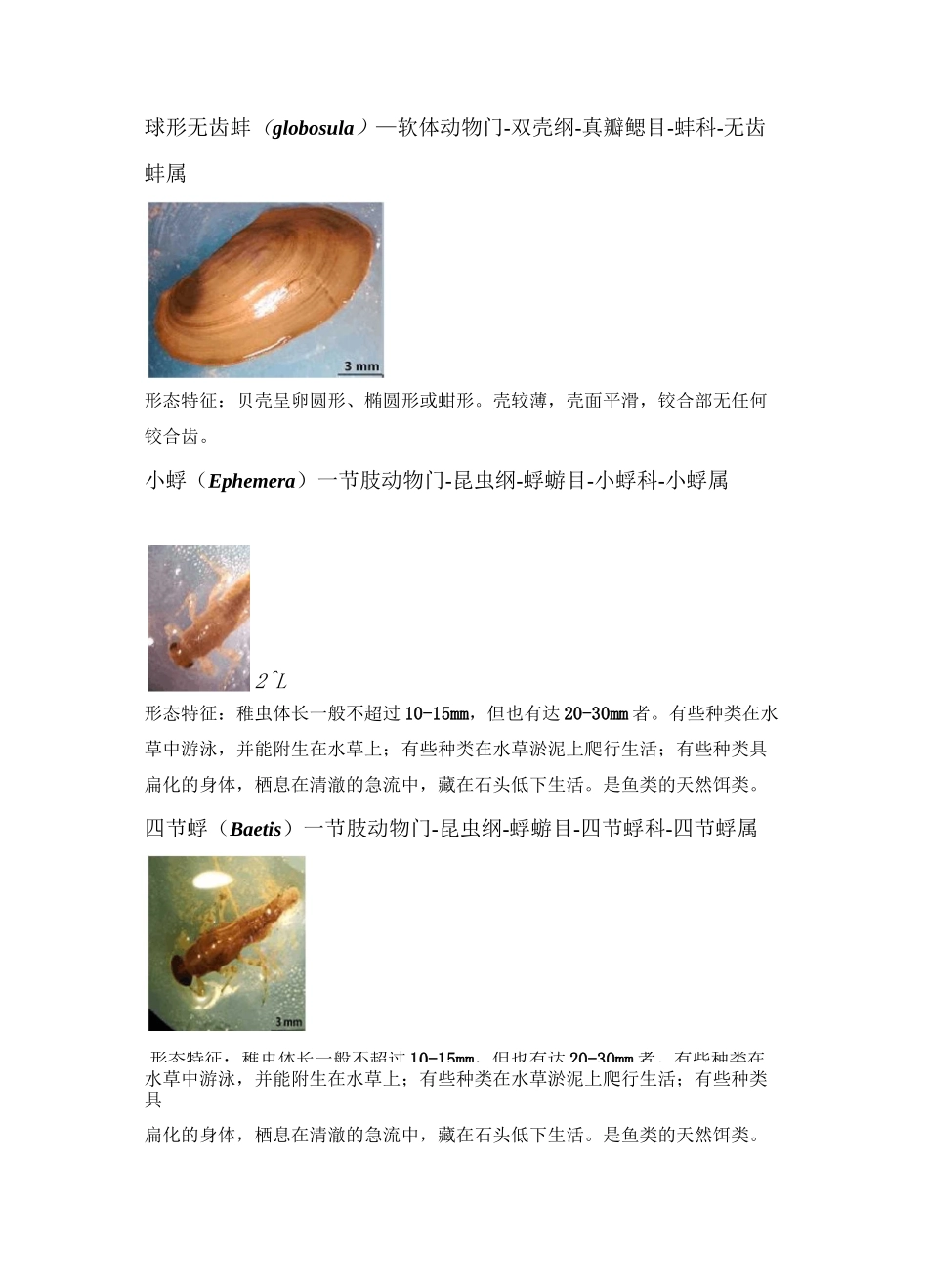 底栖动物图谱_第2页