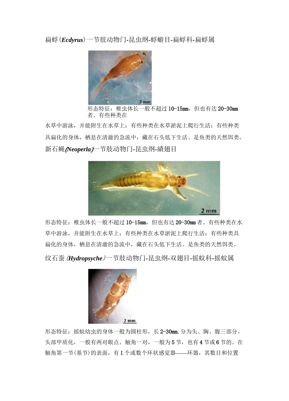 底栖动物图谱_第3页