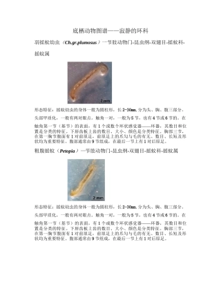底栖动物图谱