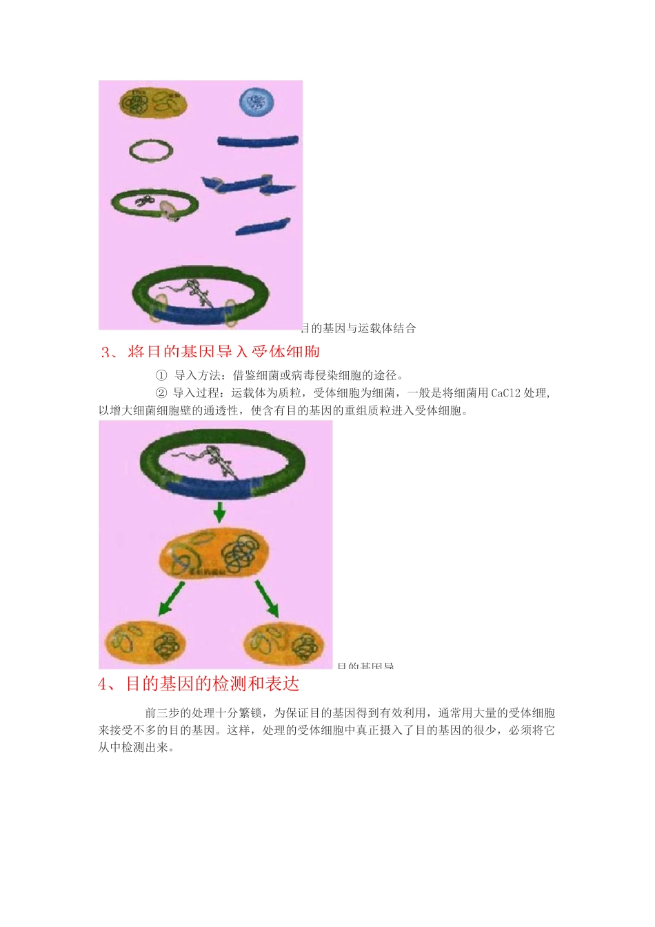 基因工程的基本步骤_第2页