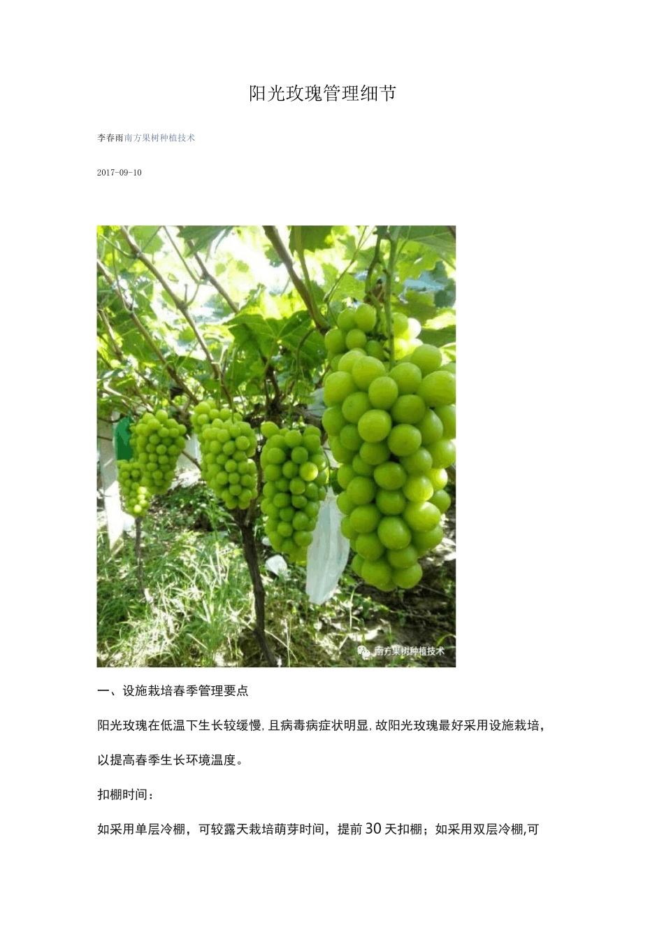 阳光玫瑰管理细节_第1页