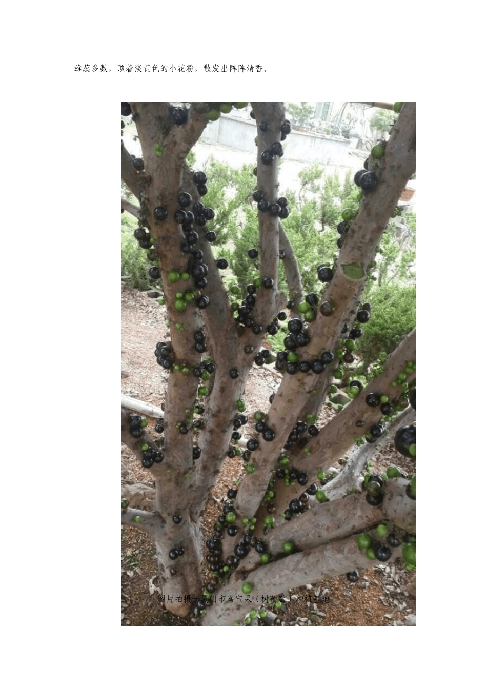 厦门嘉宝果(树葡萄)种植示范基地_第2页