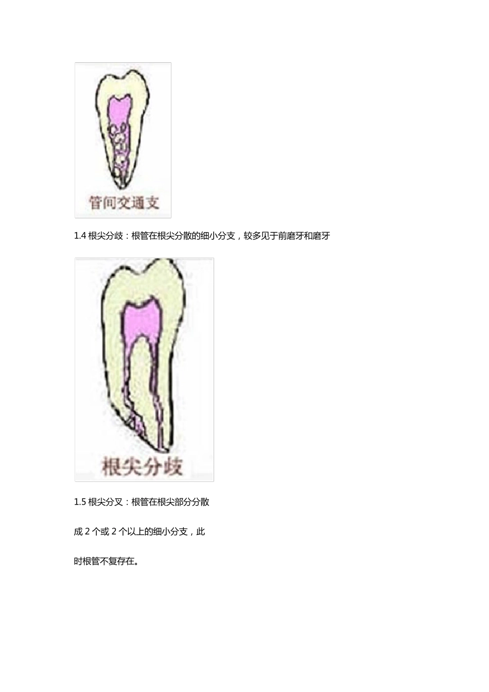 口腔根管系统_第2页