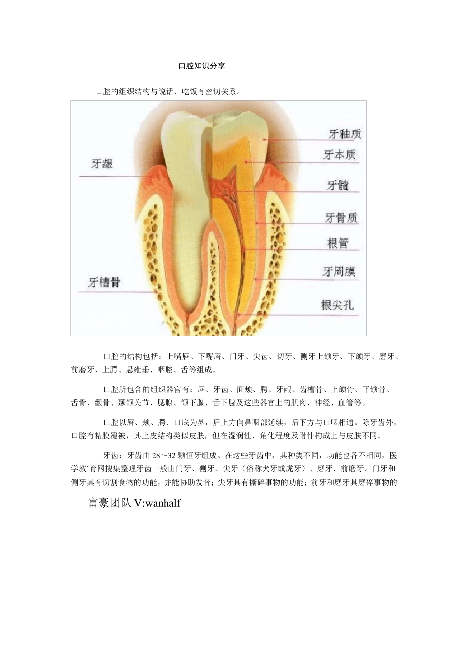 口腔知识大全_第1页