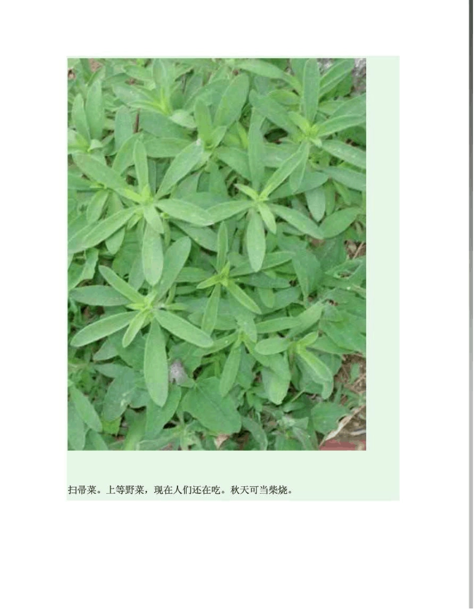 可以食用的野菜介绍大全(图文)_第2页