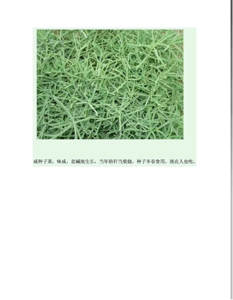 可以食用的野菜介绍大全(图文)_第3页