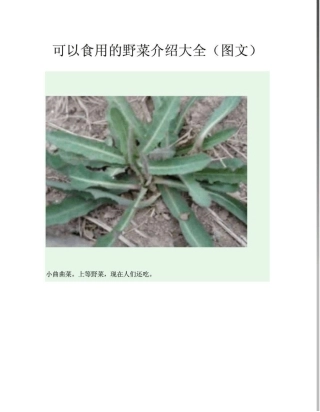可以食用的野菜介绍大全(图文)