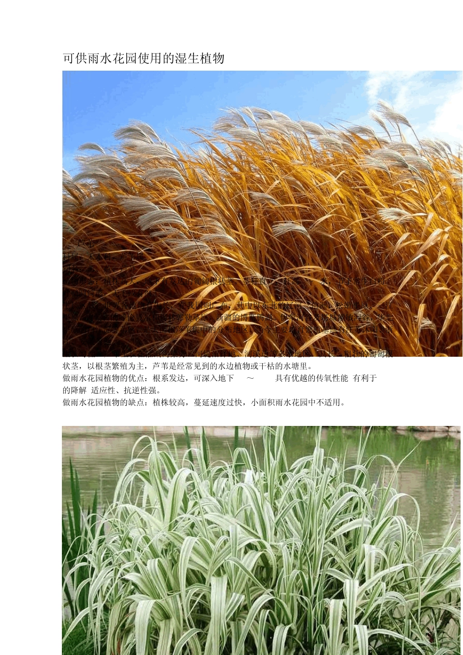 可供雨水花园使用的植物_第1页