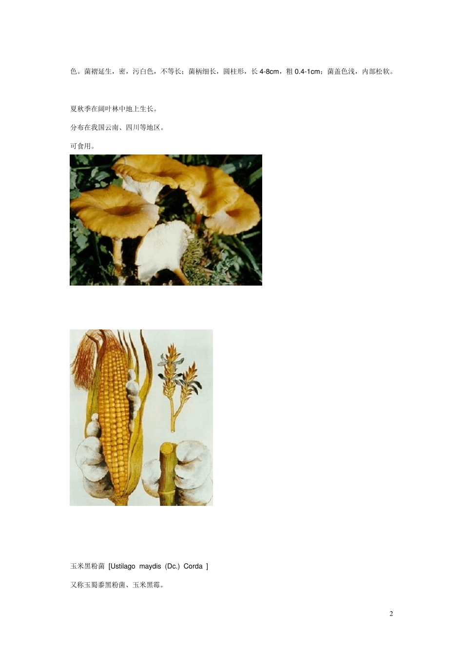 可食用真菌图片_第2页