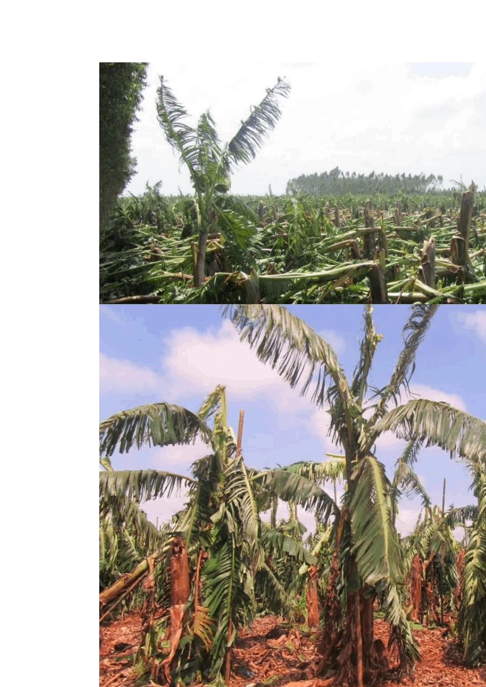 台风灾害情况报告_第2页