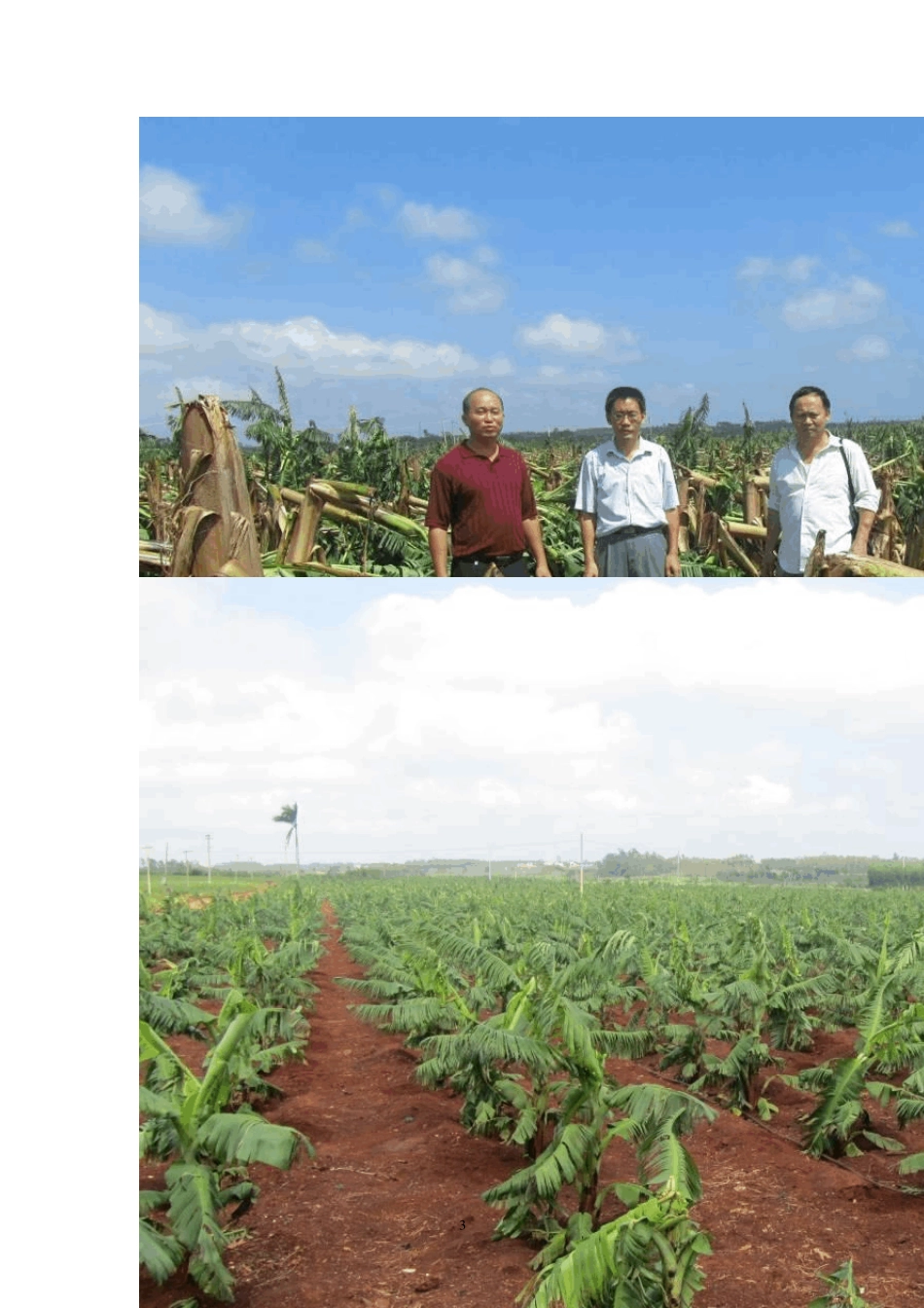 台风灾害情况报告_第3页