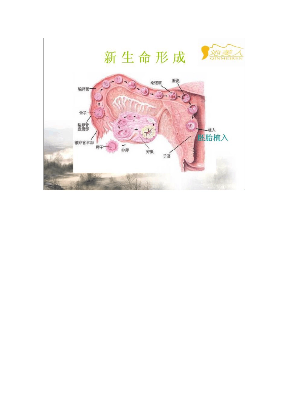 史上最全女性生殖健康保健课(私藏版)_第2页