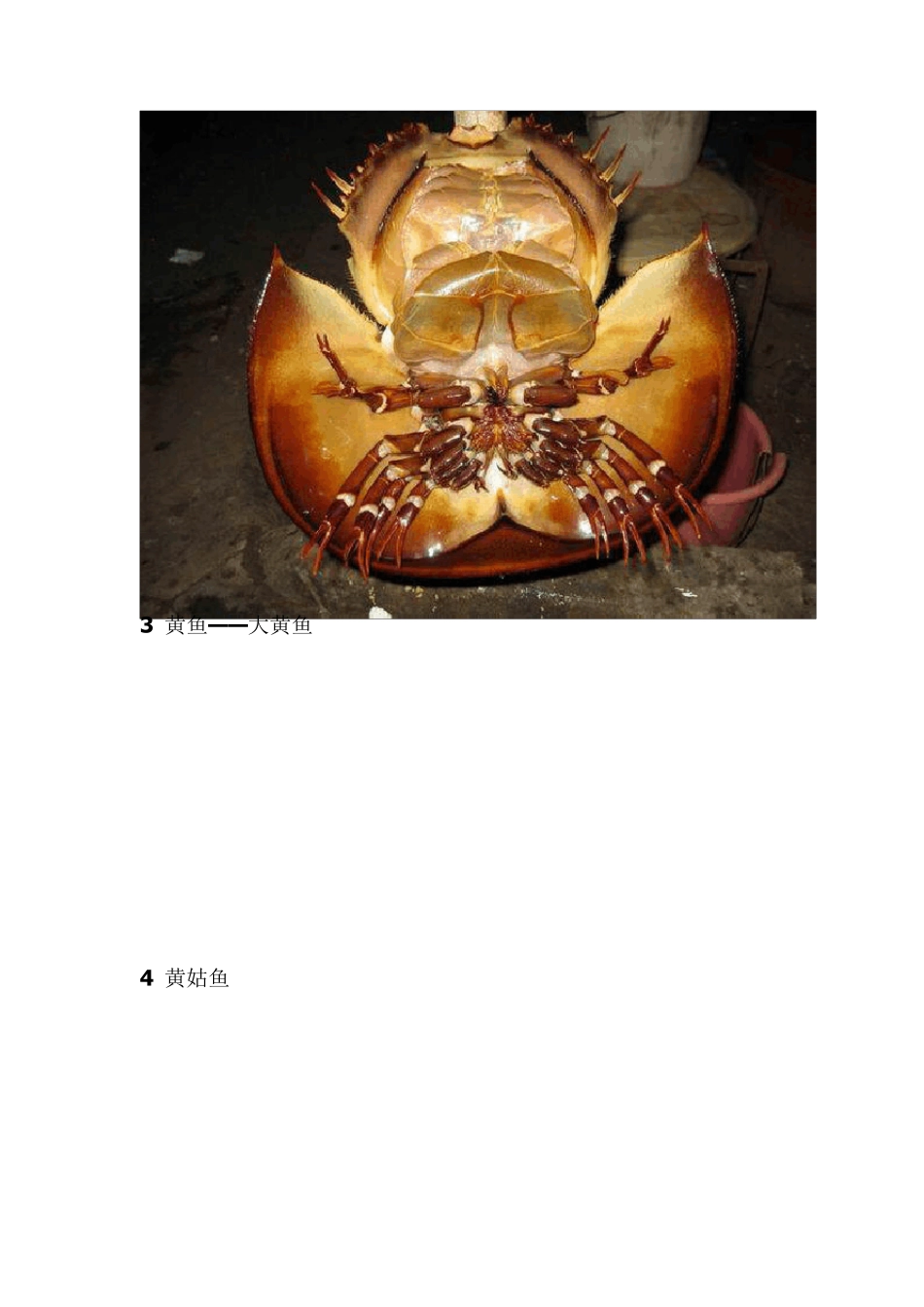 史上最全海鲜大全_以后再也不怕不认识海鲜了!_第2页