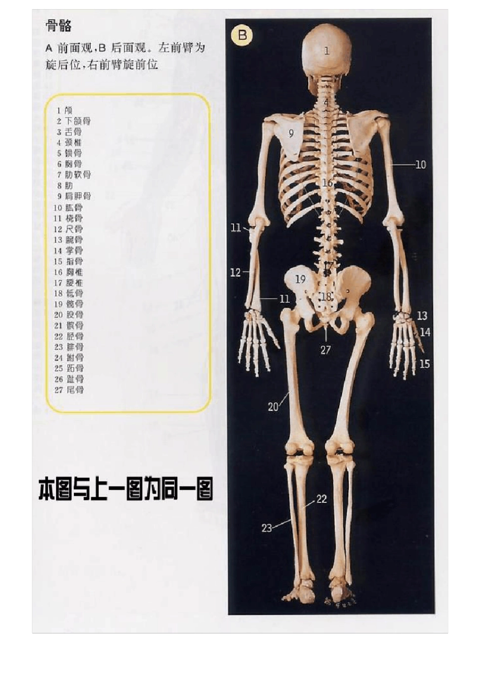 史上最全的人体全图_第2页