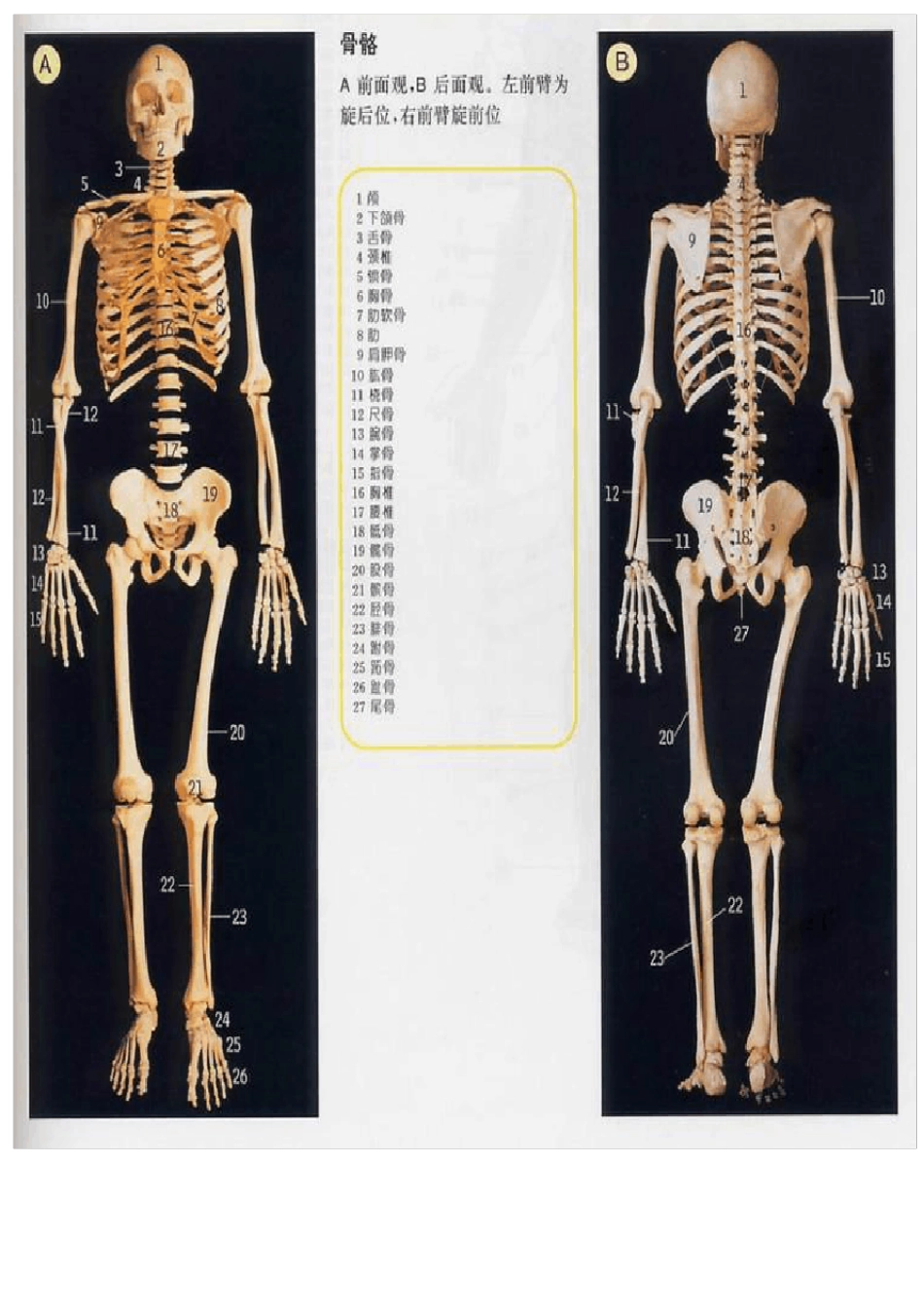 史上最全的人体全图_第3页