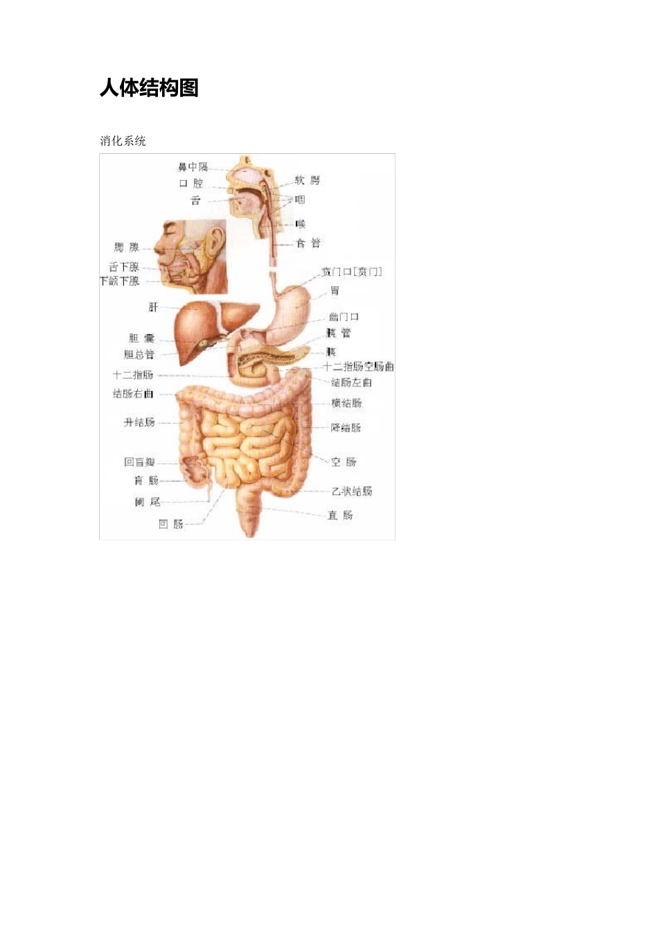 史上最全的人体结构图_第1页