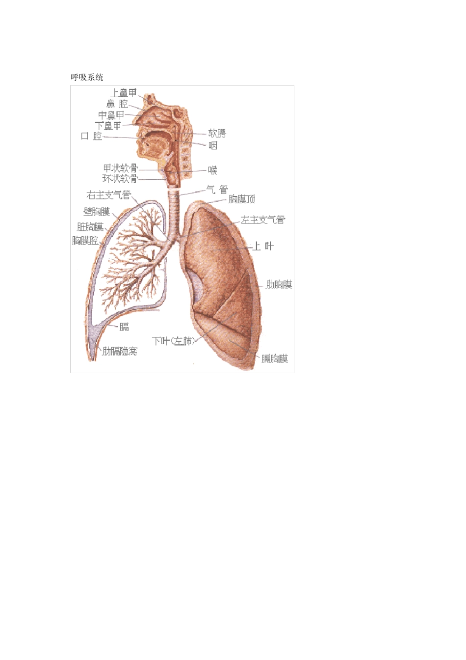 史上最全的人体结构图_第3页