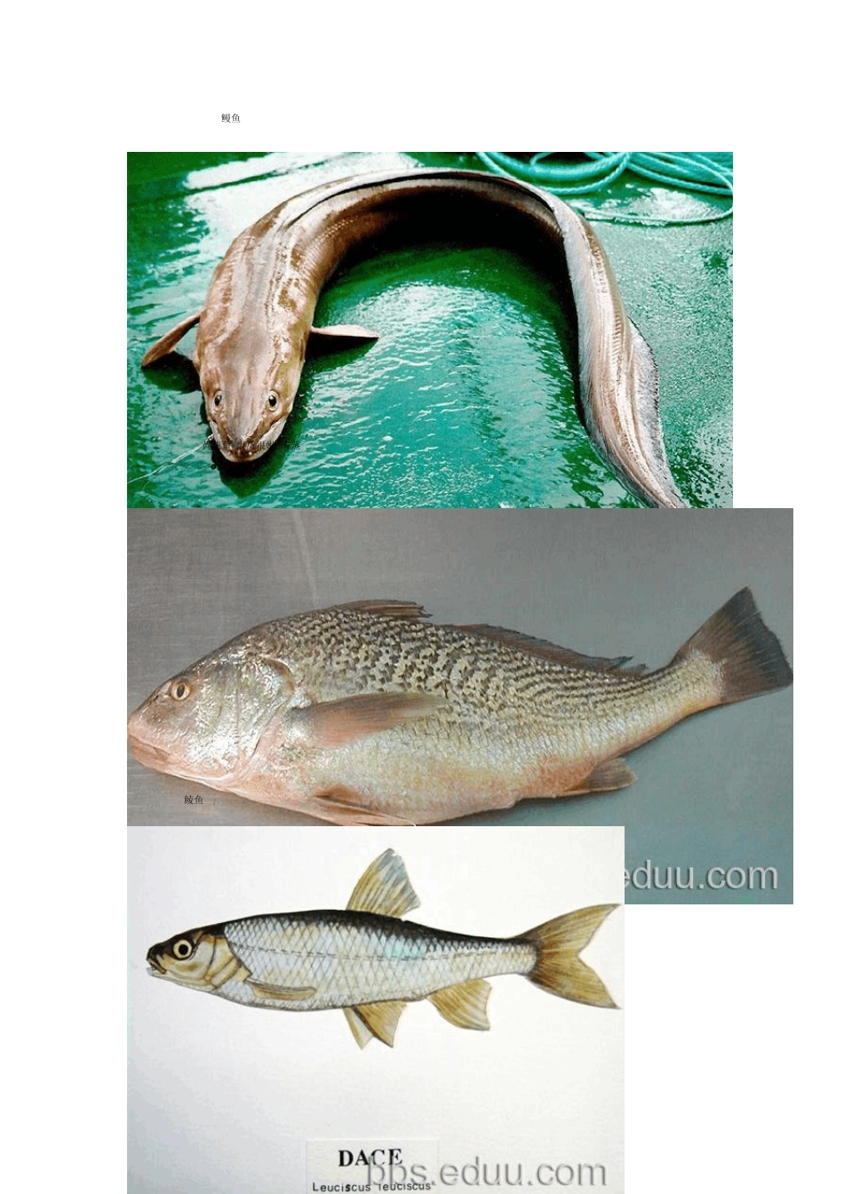 史上最全鱼类名称大汇总_第3页