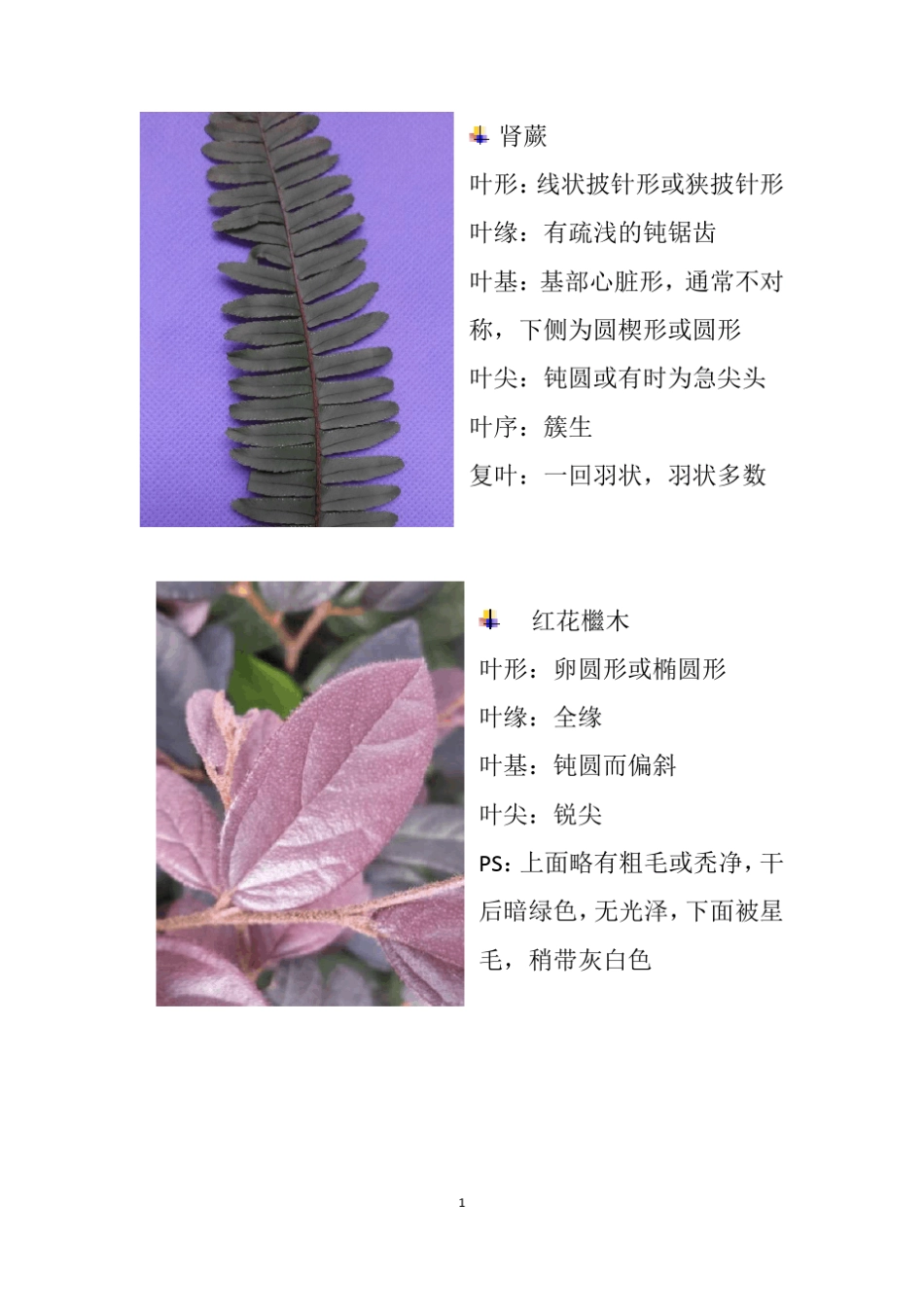 叶子形态特征调查报告_第2页